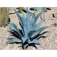 ราคา [ขายหน่อ] อากาเว่ อเมริกาน่า agave Americana ไม้อวบน้ำ ไม้ทะเลทราย แคคตัส suculent cactus (6991512796)