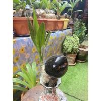 ราคา บอนไซมะพร้าว ก้นโด่ง ตูดหมด (9188195467)