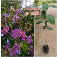 ราคา ต้นตะแบก (เพาะเมล็ด)​ 1​ชุด​ 5 ต้น​ (ขนาด​ 30-40​ ซม.)​ (9926221096)