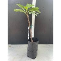 ราคา มะเดื่อฝรั่ง Fig พันธุ์ CDD-Gegantina (24828118321)