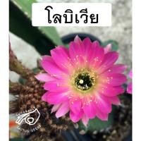 ราคา โลบิเวีย Lobivia โลบีเวีย pink lady หน่อเด็ดสด หน่อ อิชินอป Echinopsis อิชินอปซิส กระบองเพชร แคคตัส สวน เมล็ดกระบองเพชร (15548534469)