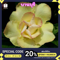 ราคา ชวนชม ไม้เมือง บานบุรี set 5 ต้น (3758415924)