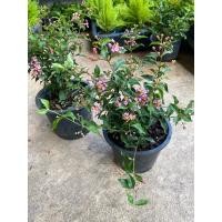 ราคา ต้นเชอรี่แคระ#ดอกกสีชมพูให้ผลสีแดง#กระถาง 5-6 นิ้ว (29506778948)