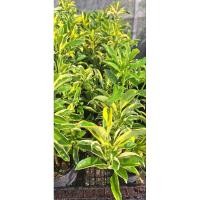 ราคา ต้น แก้วมุกดาใบด่าง โทนเหลือง 8 นิ้วเต็ม (23459040780)