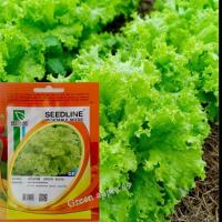 ราคา เมล็ดผักกาดหอม เมล็ดผักกาดเขียว เมล็ดผักกาดขาว เมล็ดผักกาดฮีน เมล็ดผักกาด พันธุ์ผักกาด ผักกาดหอม ผักกาดหิ่น ผักกาดขาว 8 (14323085920)