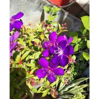 ราคา ต้นดอกม่วงไม้มงคลออกดอกตลอดทั้งปี ดอกม่วงเข้มสวยมาก (3291340741)