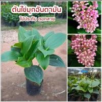 ราคา ต้นไข่มุกอันดามัน ดอกเป็นพวงคล้ายไข่มุกออกดอกตลอดทั้งปี (23133851652)