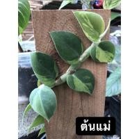 ราคา Rhaphidophora hayi variegated ต้นตีนตุ๊กแกด่าง (10975396299)
