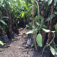 ราคา ต้นมะม่วงน้ำดอกไม้มันกิ่งตอน สูง80-120ซม.ส่งพร้อมถุง6นิ้ว พร้อมปลูก พร้อมส่ง (2216199177)