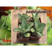 ราคา เศรษฐีพันล้าน ต้นเศรษฐีพันล้าน ต้นไม้มงคล ต้นไม้ฟอกอากาศ ส่งพร้อมกระถาง 2" ค่ะ (1918196724)
