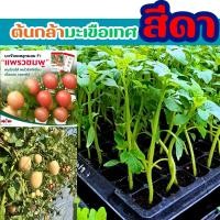 ราคา ต้นกล้า มะเขือเทศสีดา มะเขือเทศสัมตำ พันธ์ แพรวชมพู F1 ตราศรแดง ต้นอ่อนมะเขือเทศสีดา เบี้ยมะเขือเทศสีดา (25825788335)