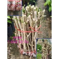 ราคา กิ่งพันธุ์ชะอม ( ขยายพันธุ์แบบตอนกิ่ง) (9038989551)