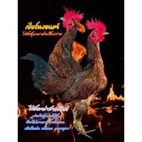 ราคา ไก่ชน/ไข่ไก่ชนพม่าสายเยียร์/ไข่เชื้อไก่ชน (24319642324)