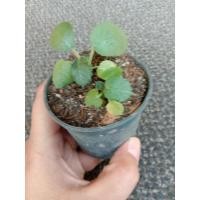 ราคา มะพร้าวทะเลทราย มะพร้าทะเลทราย (12114362306)