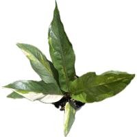 ราคา ต้นโชคเก้าชั้นด่าง ต้นหน้าวัวใบ ต้นโชค๙ชั้น (21594414895)