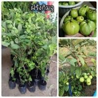 ราคา #ต้นฝรั่งกิมจู #ฝรั่งกิมจู ขนาดต้น70-80ซม. รอรับหน้าบ้านค่ะ (4736170953)