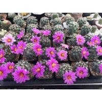 ราคา Mammillaria schumannii แมม ชูแมน แมมชูแมนนิไอ (13242279906)