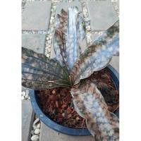 ราคา ลิ้นมังกรสีสำริด (Sansevieria kirkii Coppertone) (25557681464)