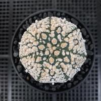 ราคา แอสโตรไฟตัม แอสโตรฮานะโซโนะ เชื้อวี (ส่งเคาะราก) (19877701441)