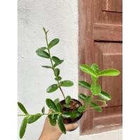 ราคา โฮย่า โฮย่าโกแลม Hoya golamcoiana ส่งต้นตามภาพ กระถาง 4 นิ้ว (10803709247)