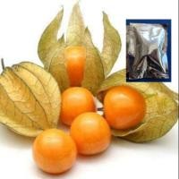 ราคา แคปกูสเบอรี่ - Cape gooseberry วิตตามินซีสูง (เมล็ดพันธุ์) (2552688129)