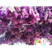 ราคา สแตติสแห้ง ดอกสแตติช สเตติส สเตติช Statice ดอกไม้แห้ง ดอกจริง รวมสี กำใหญ่ ถูกๆ (26555442819)