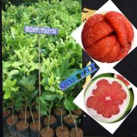 ราคา ต้นส้มโอทับทิมสยาม (เสียบยอด) (9412343628)