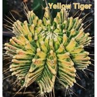 ราคา หน่อเด็ดสด แคคตัส ยิมโนYellow Tiger (7668701430)