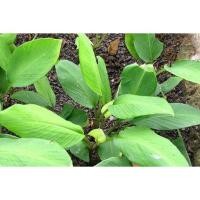 ราคา ต้นพันธุ์ กระชาย เหลือง กระชายขาว พร้อมปลูกในถุงดำ 29บาท (18893230294)