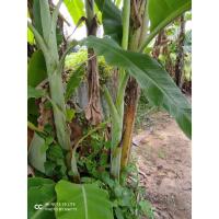 ราคา หน่อกล้วยน้ำว้ามะลิอ่องพร้อมปลูก (4856733604)