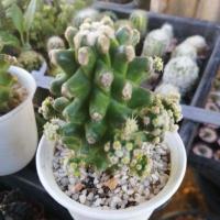ราคา ถังทองมอนส์ ถังทองหนามสั้น (Echinocactus grusonii v intermedius) (18809987922)