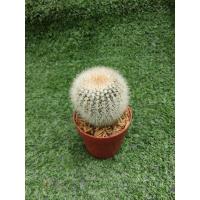 ราคา พาโรเดียสโคปา "Silver Ball Cactus" [ Parodia Scopa" Silver Ball Cactus" ไม้ในกระถาง1นิ้วครึ่ง (13399797031)
