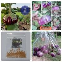 ราคา เมล็ดพันธุ์มะเขือจานม่วง 100-120เมล็ด (10231220388)