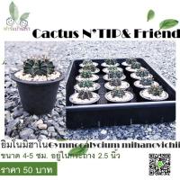 ราคา กระบองเพชรยิมโนมิฮาโนGymnocalycium mihanovichii (5765011816)