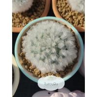 ราคา แมมขนแกะ ฟอร์มขนจุก ไซต์แม่พันธุ์ Mammillaria Bocasana v. multilanata / cactus / แคคตัส (8922284119)
