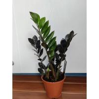 ราคา ☘️กวักมรกตดำฮอลแลนด์ ใบดำเงา ดำเข้ม ใบใหญ่ ต้นไม้มงคล (9258196736)