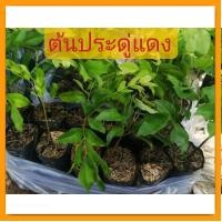 ราคา ต้นประดู่แดง​ ไม้ป่าหายาก​ ดอกสีแดง​ ต้นประดู่​แดง​ สูง​ 15-20​ ซม. (22528572166)