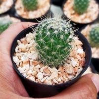 ราคา Mammillaria Columbiana แมมโคลัมเบียน่า (4759398177)