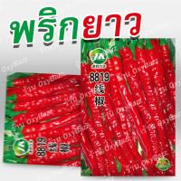ราคา เมล็ดพริกยาว ซองใหญ่ 500เมล็ด พริกยาวโจลอง Jo Long Pepper Seeds (9356392578)