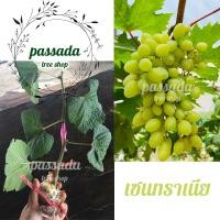 ราคา กิ่งองุ่น ติดตา พันธุ์เซนทราเนีย (9639690970)