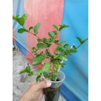 ราคา กิ่งชำเพรมน่าใต้หวัน 1ต้น ต่อยอดทำบอนไซ เก็บปลายทางได้ฃ (1961216188)