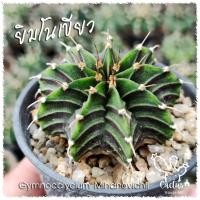 ราคา ยิมโนเขียว Gymnocalycium Mihanovichii (20184096916)