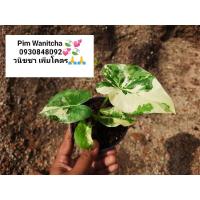 ราคา บอนกระดาดด่างขาว ลายสวยๆ (13610857057)