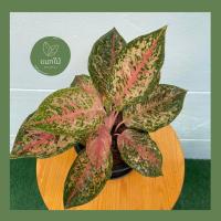 ราคา เก้ากะรัต ❥ ไม้น่าสะสม ไม้มงคลในตระกูล “อโกลนีมา (Aglaonema)” กระถางขนาด 7.5 นิ้ว (20368999488)