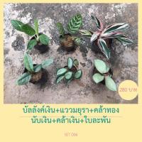 ราคา [Set 6 ต้น ]คฑาเงิน+แววมยุรา+คล้าทอง+บันเงิน+คล้าเงิน+ใบละพัน/ไม้มงคล ถุง4 - 6"สวน 5ป (10223994640)