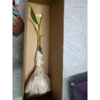 ราคา หน่อกล้วยนางพญา สงขลา (9906805438)