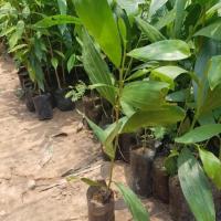 ราคา ต้นกระถินเทพา ปลูกง่าย โตไว ได้ราคางาม (5926772162)