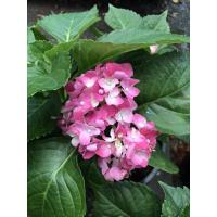 ราคา ต้นไฮเดรนเยีย(สีชมพู) (6646228121)