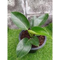 ราคา เบอร์กิ้นเขียว(Philodendron Birkin)'green' ขนาดกระถาง8นิ้ว (9978584219)