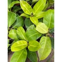 ราคา ต้นกุมารทองเรียกทรัพย์ ฟิโลเดนดรอนมูนไลท์ กระถาง 6 นิ้ว (21289958746)